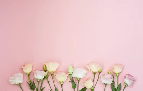 Flowers, background, pink, pink, flowers, eustoma, eustoma