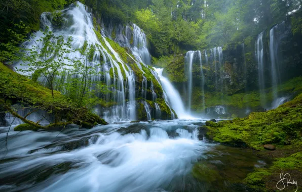 Forest, nature, river, stones, waterfall, moss, Panther Creek Falls