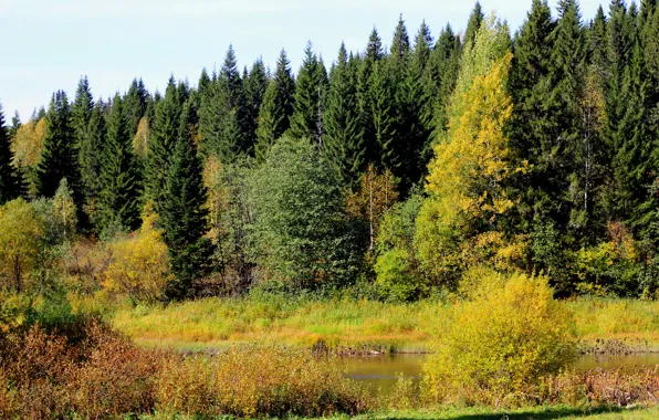 Autumn, forest, trees, Russia, river, Perm Krai