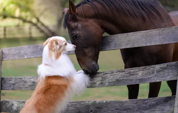 Horse, dog, friends