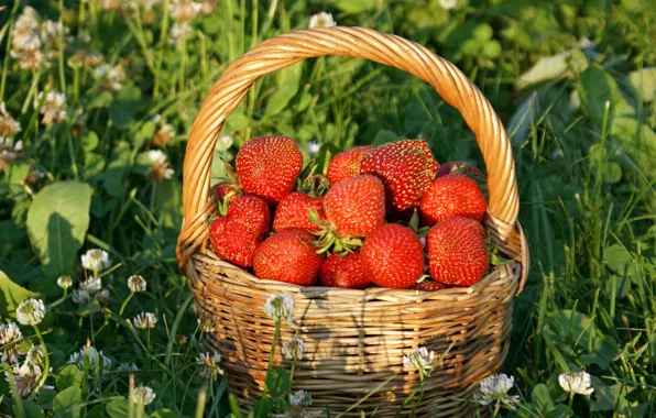 Grass, the sun, flowers, strawberry, berry, basket, red, basket