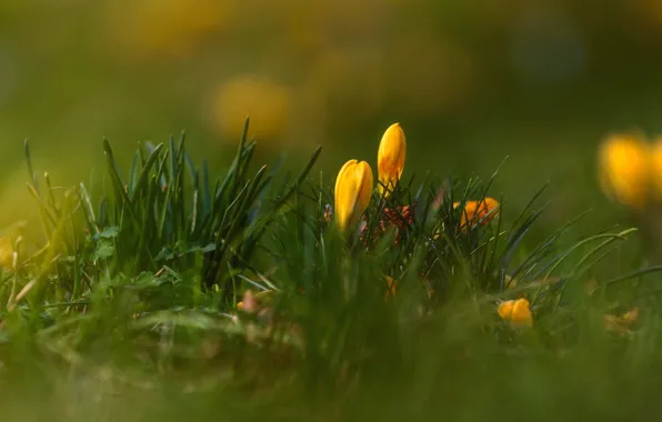 Flowers, yellow, glade, blur, spring, crocuses, buds, bokeh