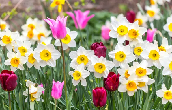 Light, flowers, spring, tulips, red, pink, white, flowerbed