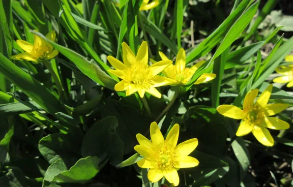 Grass, yellow flowers, April, spring 2018, mamala ©