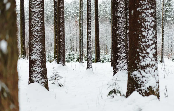 Forest, winter, cold