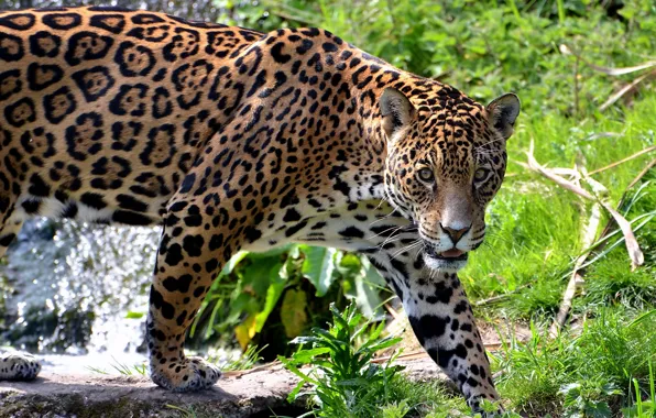 Picture mustache, face, predator, Jaguar, is