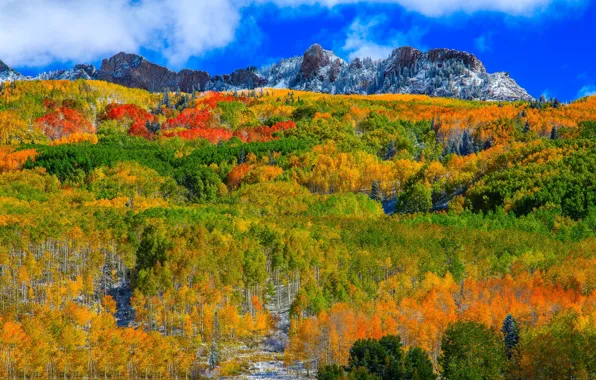 Autumn, forest, mountains, slope, Colorado, USA, Aspen