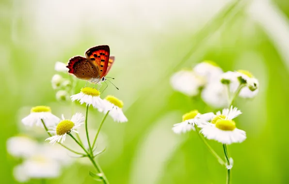 Butterfly, flowers, stems, wings, buds, bokeh