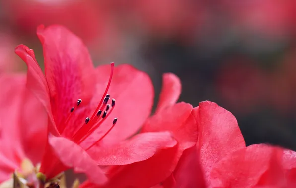 Picture flowers, pink, blur, Azalea, Azalea