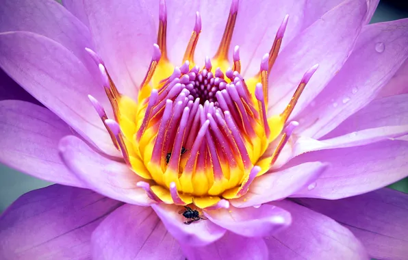 Flowers, nature, bee, petals, insect