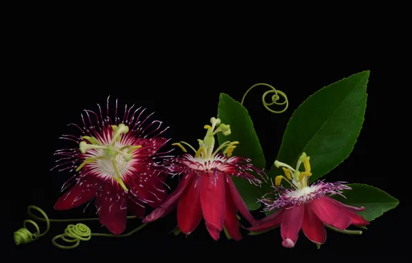 Picture flowers, background, bokeh, Passionflower