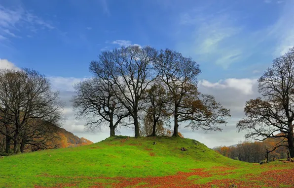 Autumn, forest, the sky, grass, leaves, clouds, trees, mountains