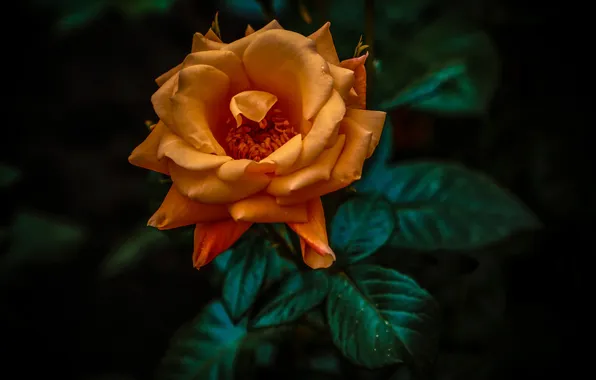 Picture macro, background, bokeh, Orange Rose