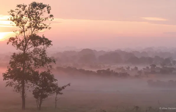 Field, trees, landscape, nature, fog, morning