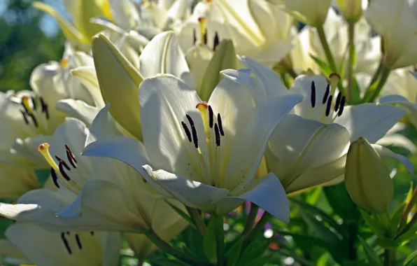 Summer, flowers, nature, tenderness, Lily, beauty, plants, stamens