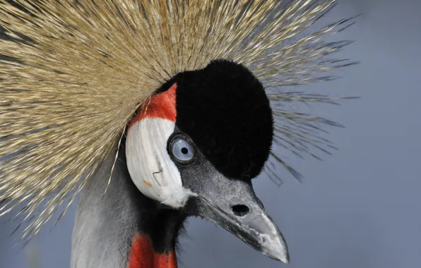 Picture macro, bird, Grey crowned crane