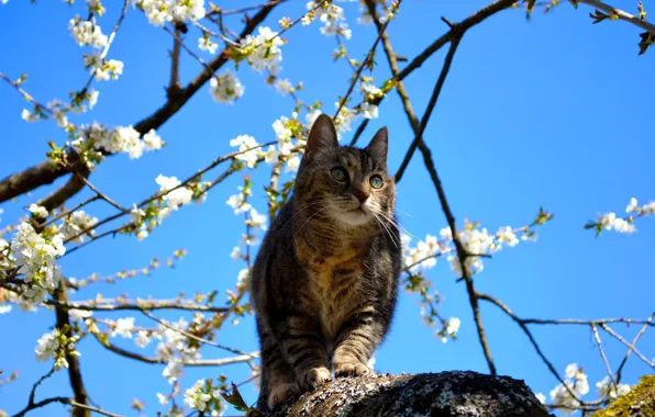 Picture cat, spring, flowering