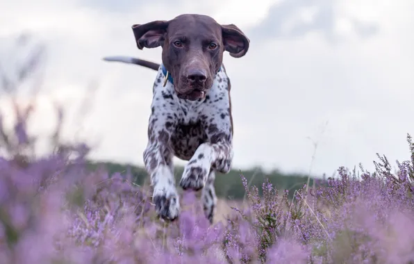Picture dog, meadow, running, walk, Heather, German pointer, shorthaired pointer, German shorthaired pointer