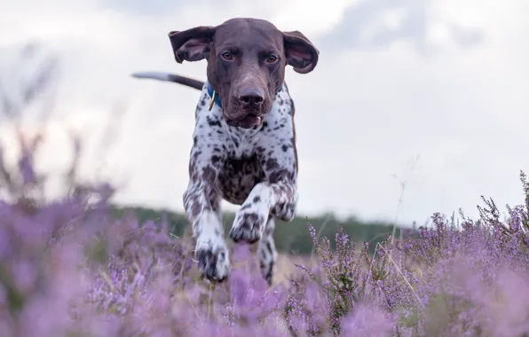 Dog, meadow, running, walk, Heather, German pointer, shorthaired pointer, German shorthaired pointer