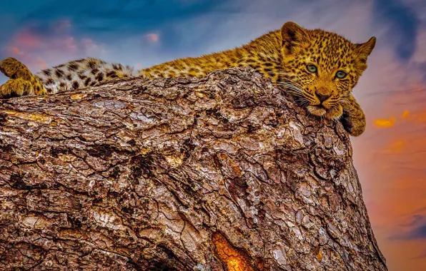 Picture sunset, leopard, cub, wild cat