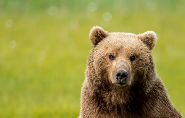 Picture look, face, portrait, bear, green background, bokeh, bear