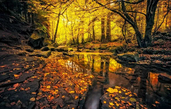 Autumn, forest, stream