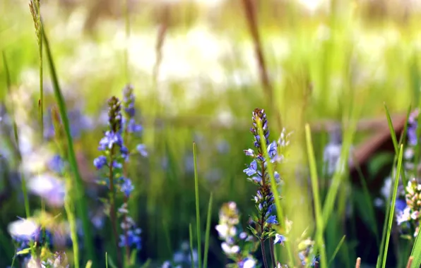 Greens, field, grass, flowers, earth, plants, meadow