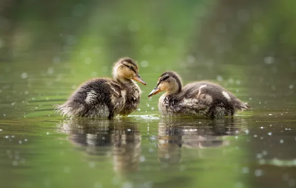Birds, duck, a couple, ducklings, pond, two duckling, petntsy