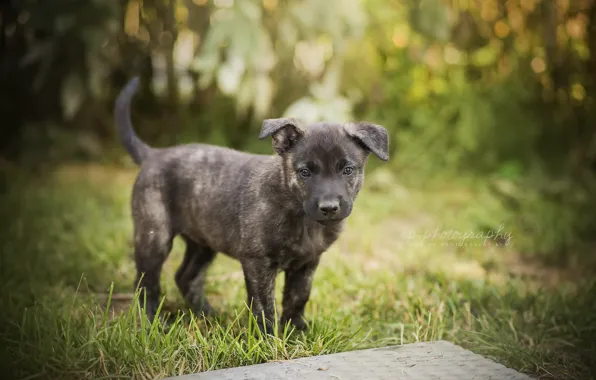Summer, dog, puppy
