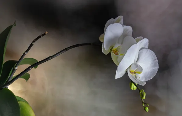 Flowers, white, orchids