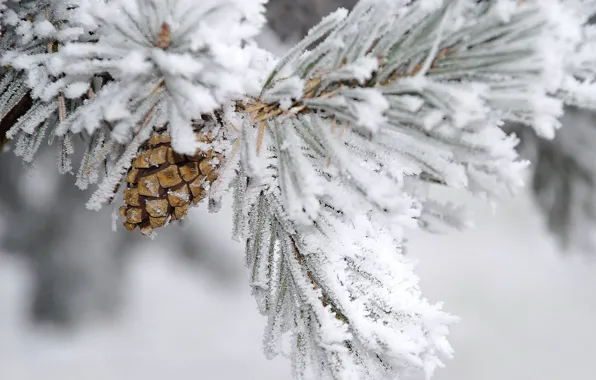 Winter, snow, branch, bump, pine