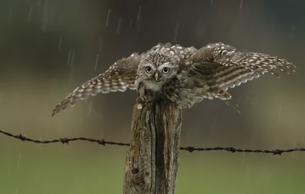 Picture drops, rain, owl, bird, the fence