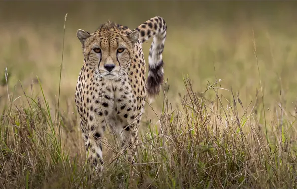 Tail, Cheetah, animals, cat, movement, wallpapers 1920 x 1080