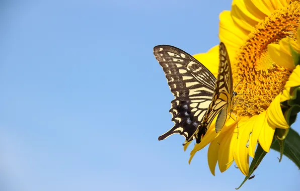Flower, macro, yellow, butterfly, sunflower, blue background