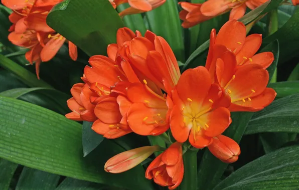 Macro, Clivia, Clivia