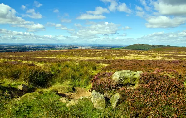 Field, summer, landscape, nature
