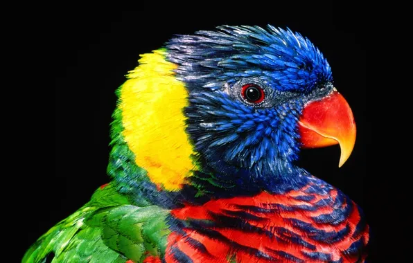 Picture feathers, Bird, parrot