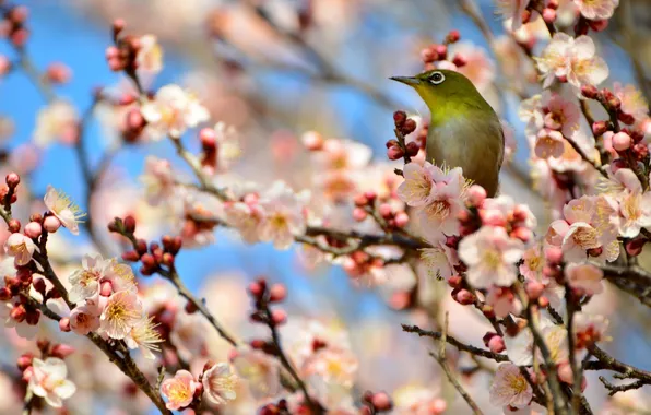 Picture branches, tree, bird, apricot, flowering, Japanese white-eye