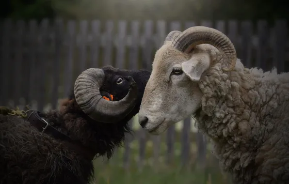 Look, the dark background, the fence, portrait, pair, profile, RAM, lamb