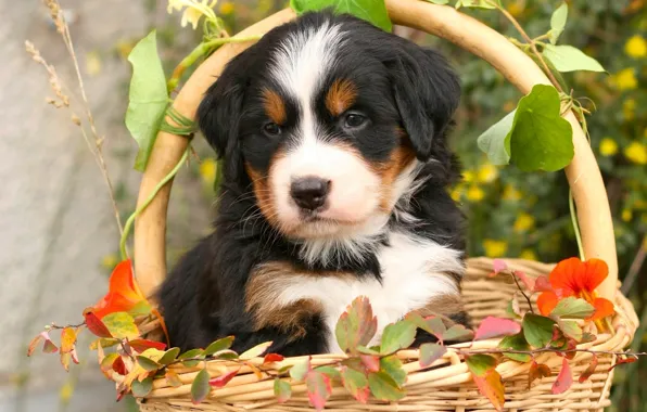 Leaves, basket, dog, puppy, Bernese shepherd, Bernese mountain dog