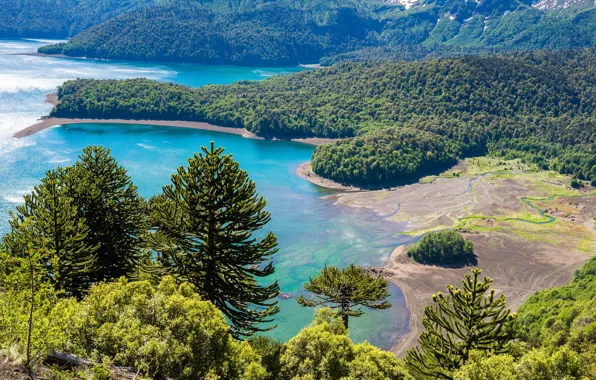 Forest, Park, Coast, Chile, Conguillio National Park