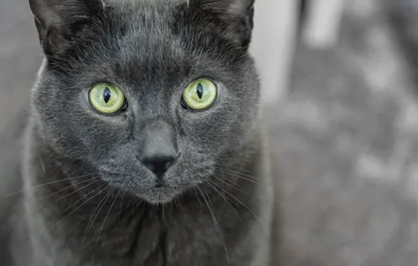 Eyes, cat, look, Koshak