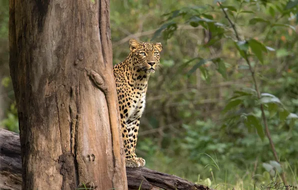 Forest, leopard, the trunk of the tree, Rakesh Kumar Dogra