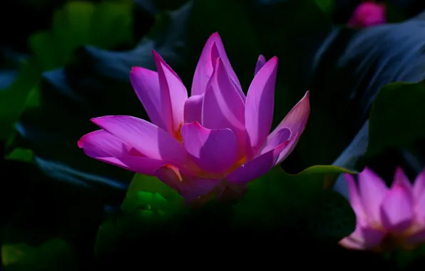 Picture leaves, macro, light, flowers, the dark background, petals, Lotus, buds