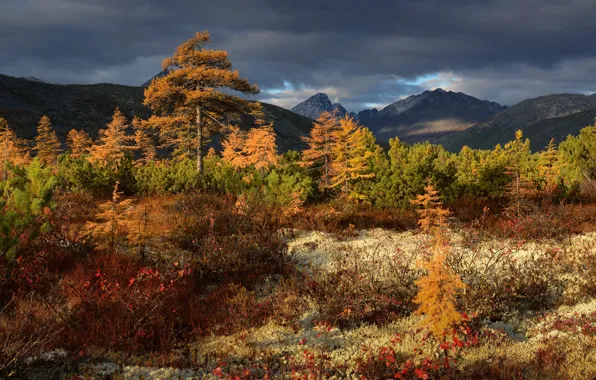 Autumn, trees, landscape, mountains, clouds, nature, vegetation, Kolyma