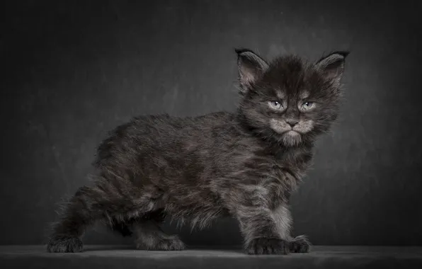 Picture cat, kitty, background, black, Maine Coon