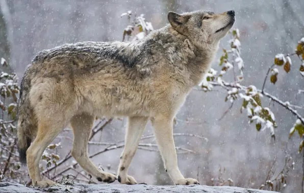 Nature, face, animal, wolf, wildlife, head, fur, mammal