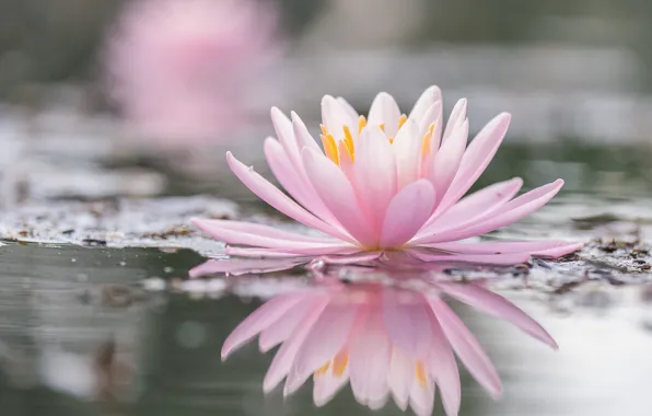 Pond, reflection, pink, Lily, pond, bokeh, Nymphaeum, water Lily