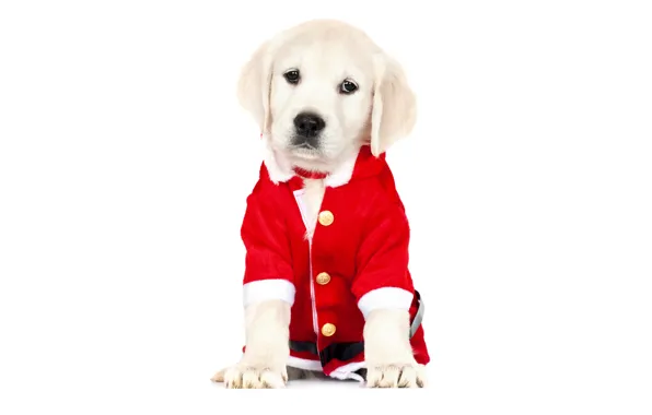 Red, clothing, new year, Christmas, dog, costume, cute, puppy