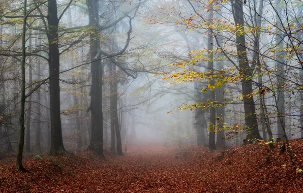 Autumn, forest, leaves, trees, fog
